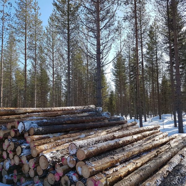 Kokenut metsä­asiantuntija jo vuodesta 1957