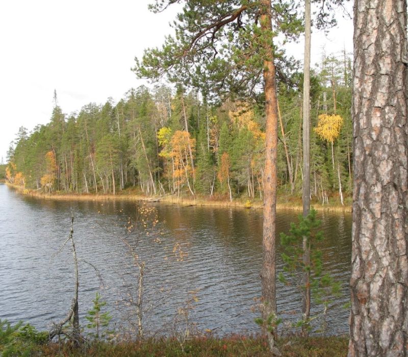 Vuokratontti oulangalla